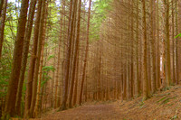 The Way, Chatelherault park