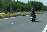 Heavy Traffic. Phu Quoc