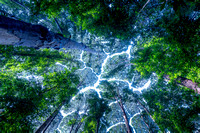 Crown Shyness, Kapur Trees, Kepong, Malaysia