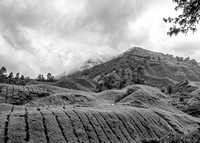 Harvesting, Cameron Highlands, Malaysia